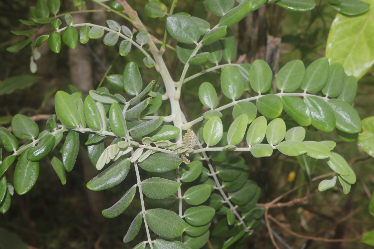 Sophora tomentosa L.